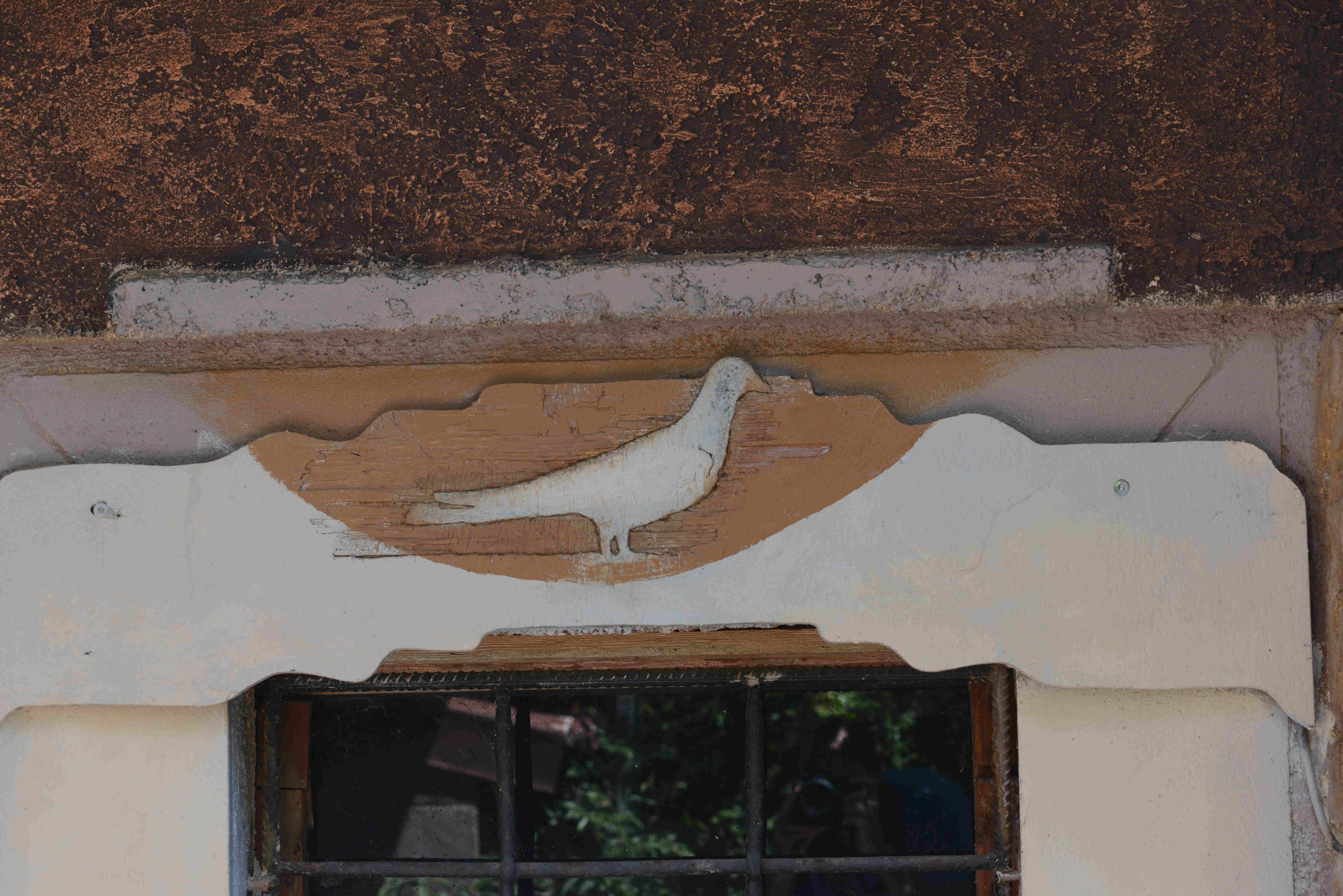 pigeon on window